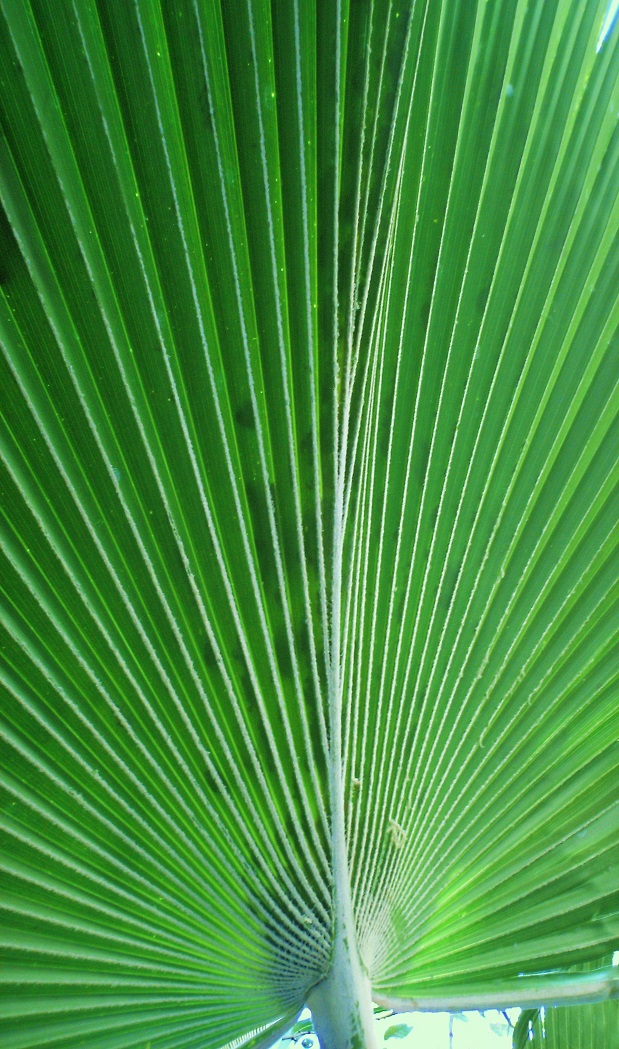 Palmblatt lang